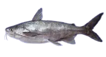 Chilhuil sea catfish