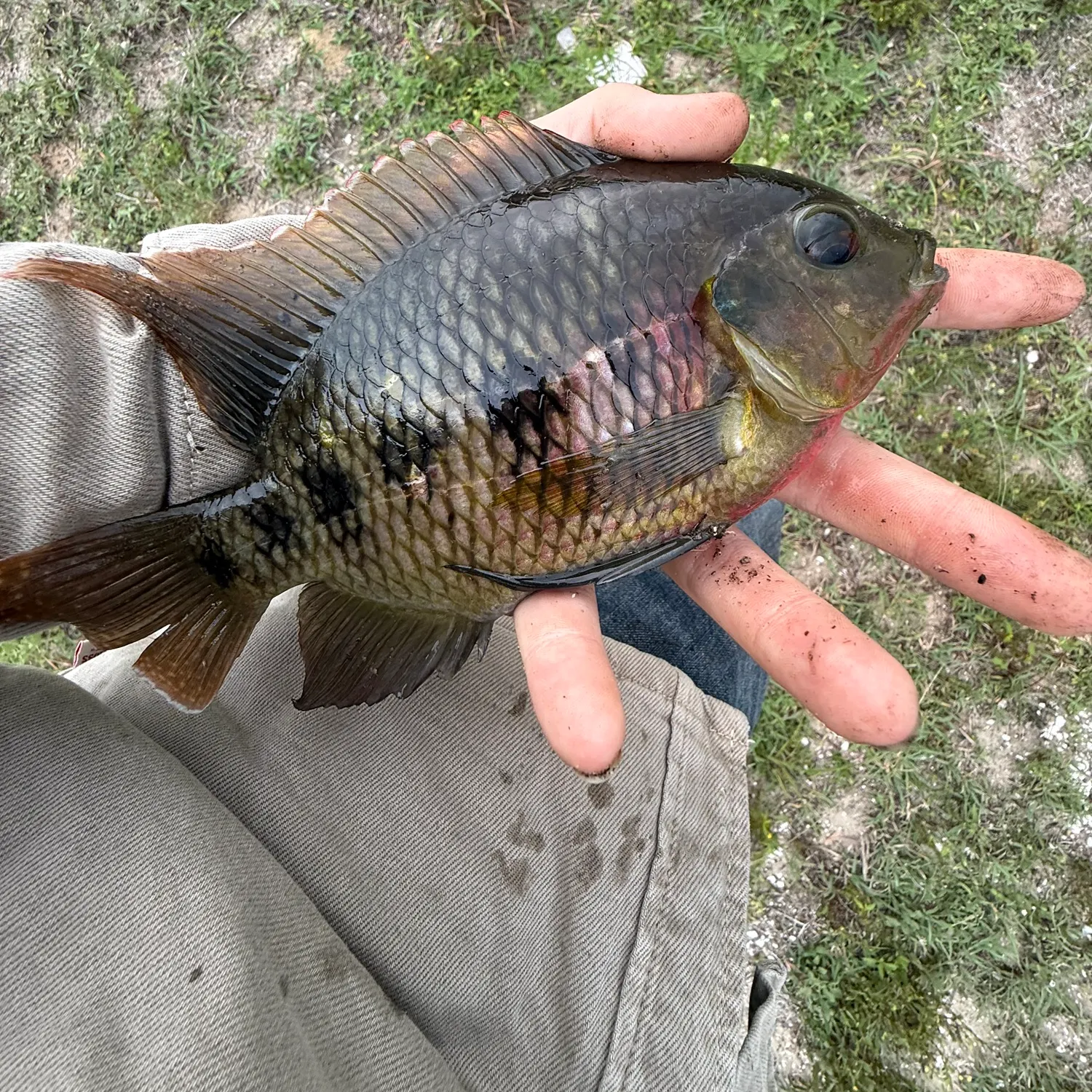 The most recent Spotted tilapia catches on Fishbrain