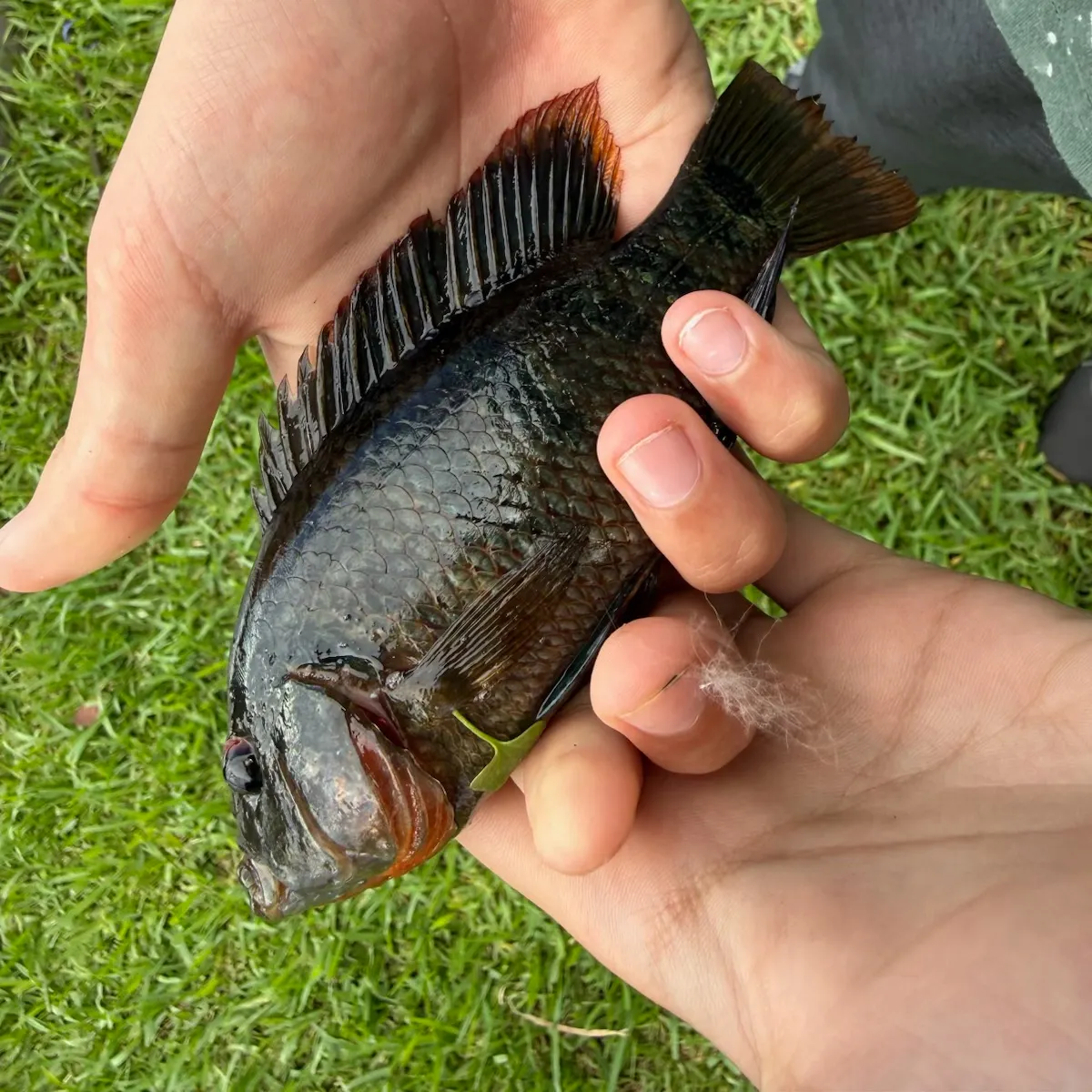 Mayan cichlid caught on Fishbrain