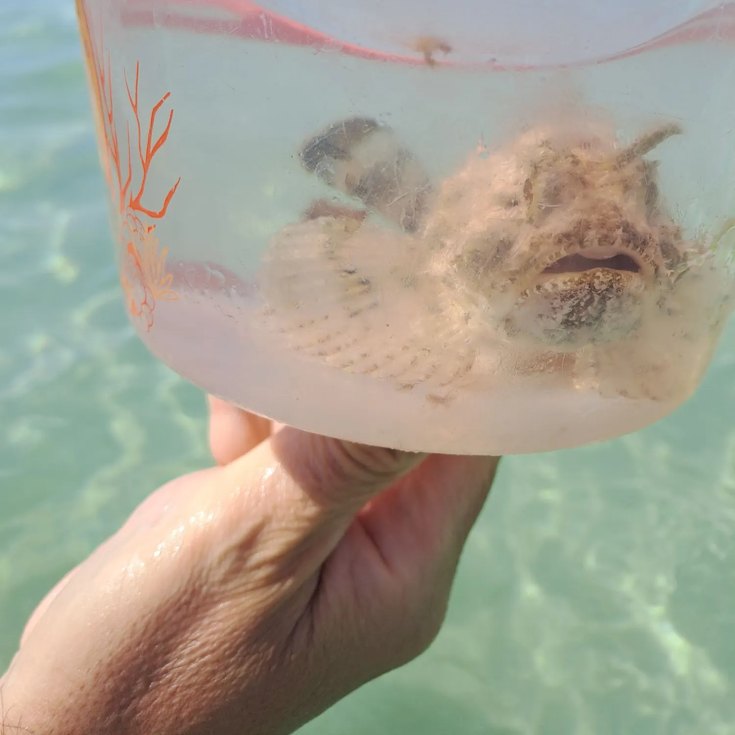 California scorpionfish caught on Fishbrain