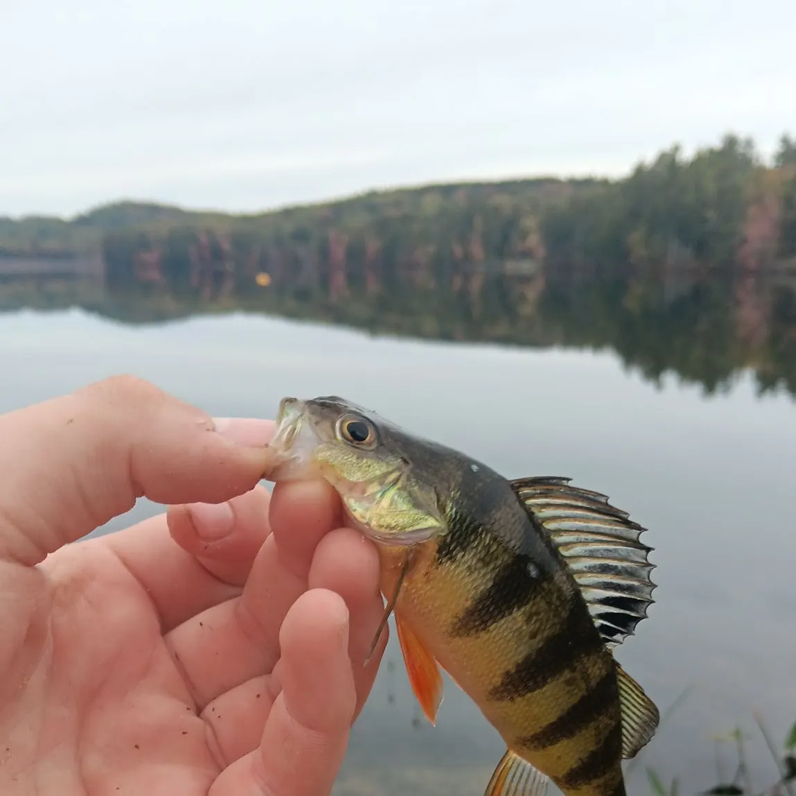 Yellow perch caught on Fishbrain