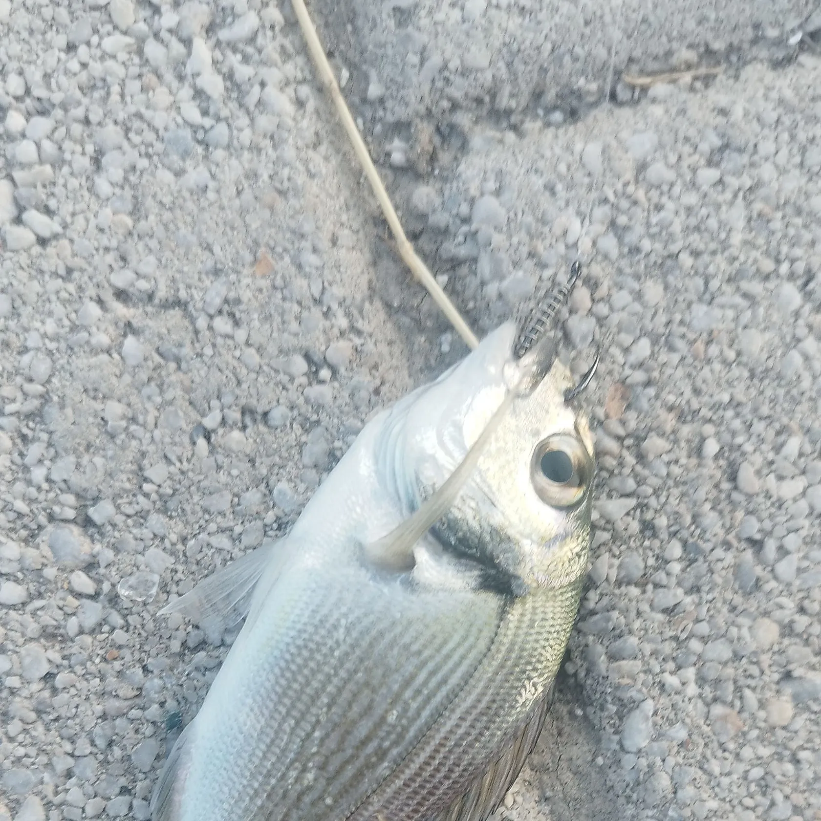 Gilthead seabream caught on Fishbrain