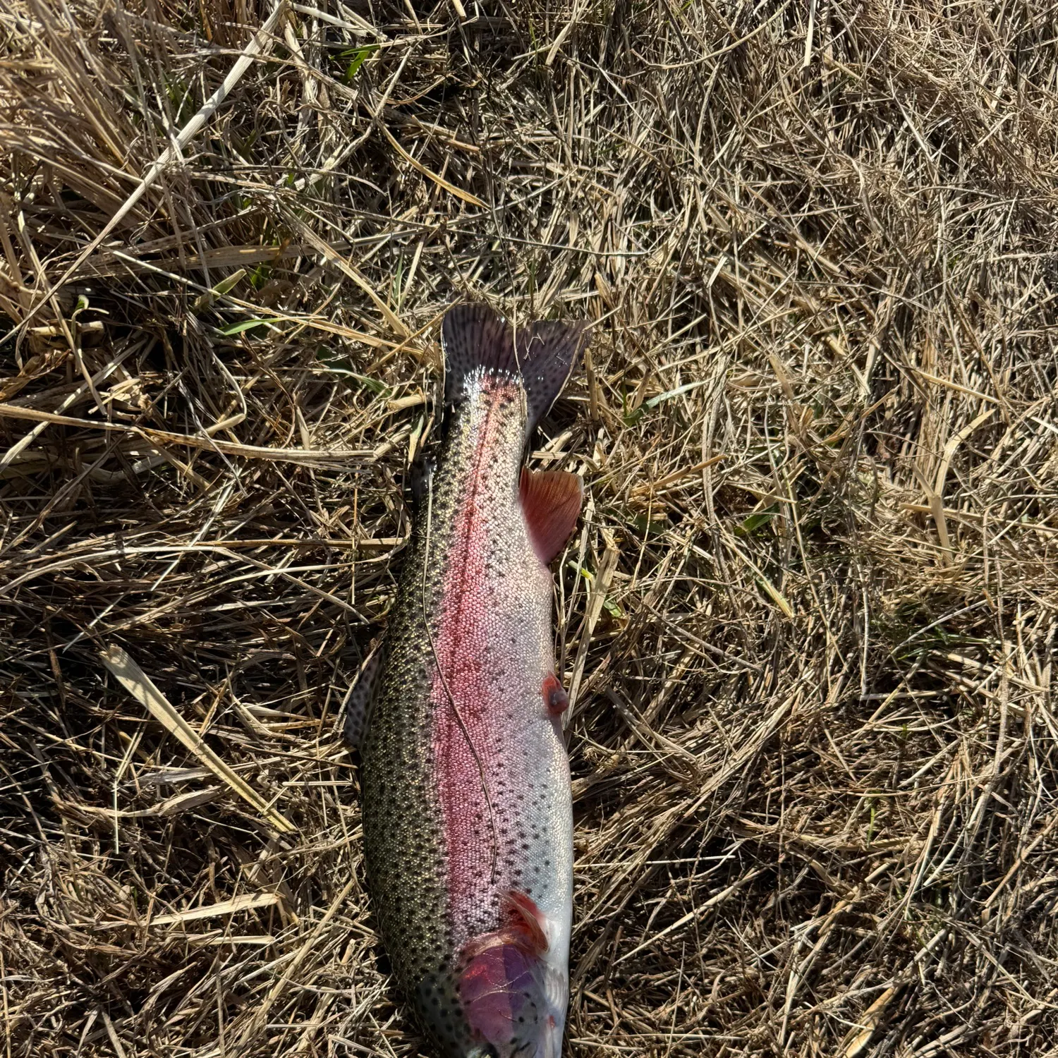 angler catch