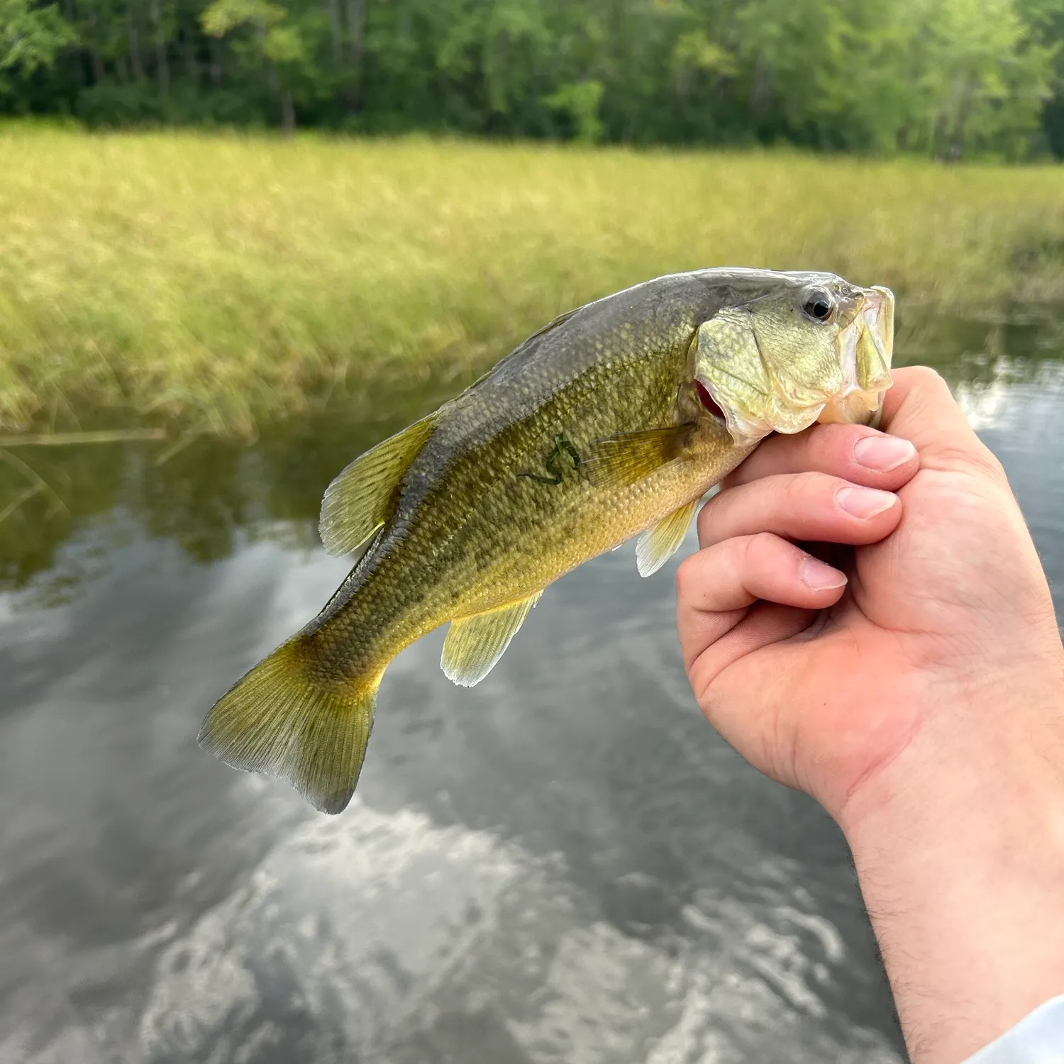 Largemouth bass caught on Fishbrain