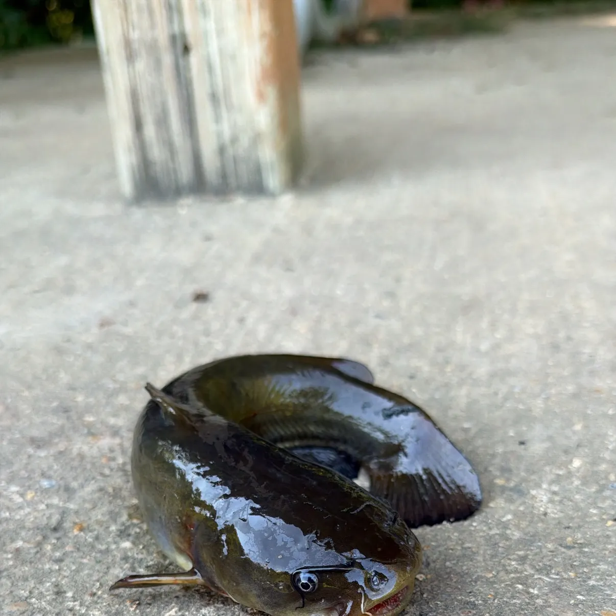 Black bullhead caught on Fishbrain