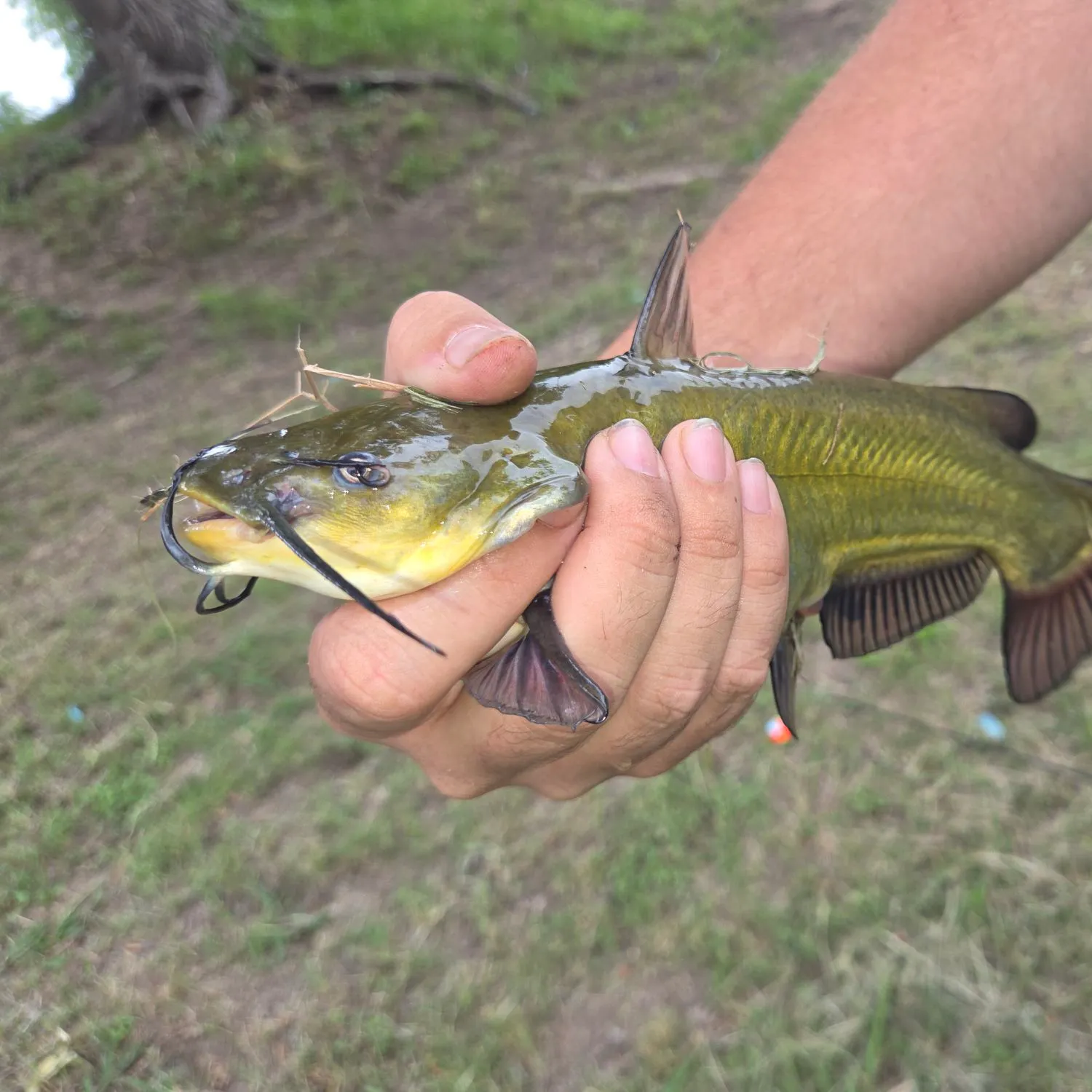 The most recent Yellow bullhead catches on Fishbrain