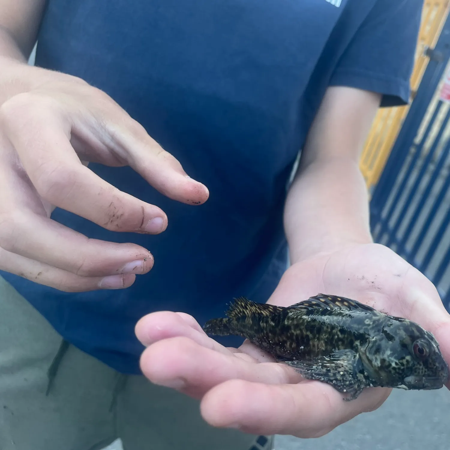The most recent Sand goby catches on Fishbrain