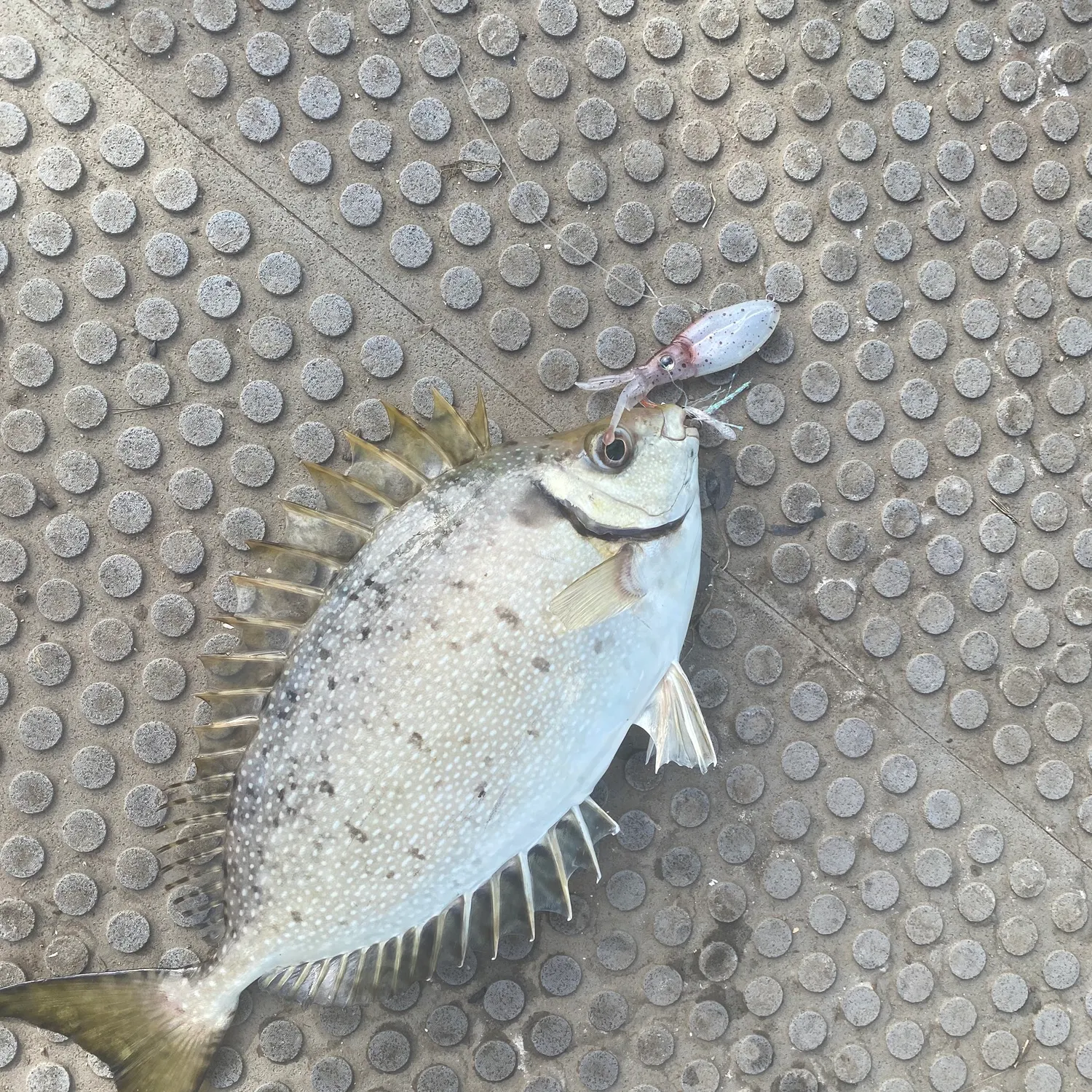 Mottled spinefoot caught on Fishbrain