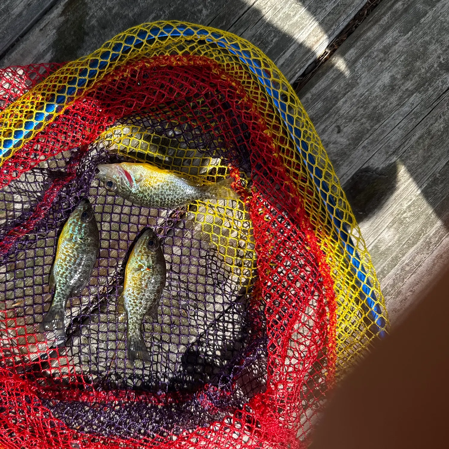 Bluegill caught on Fishbrain