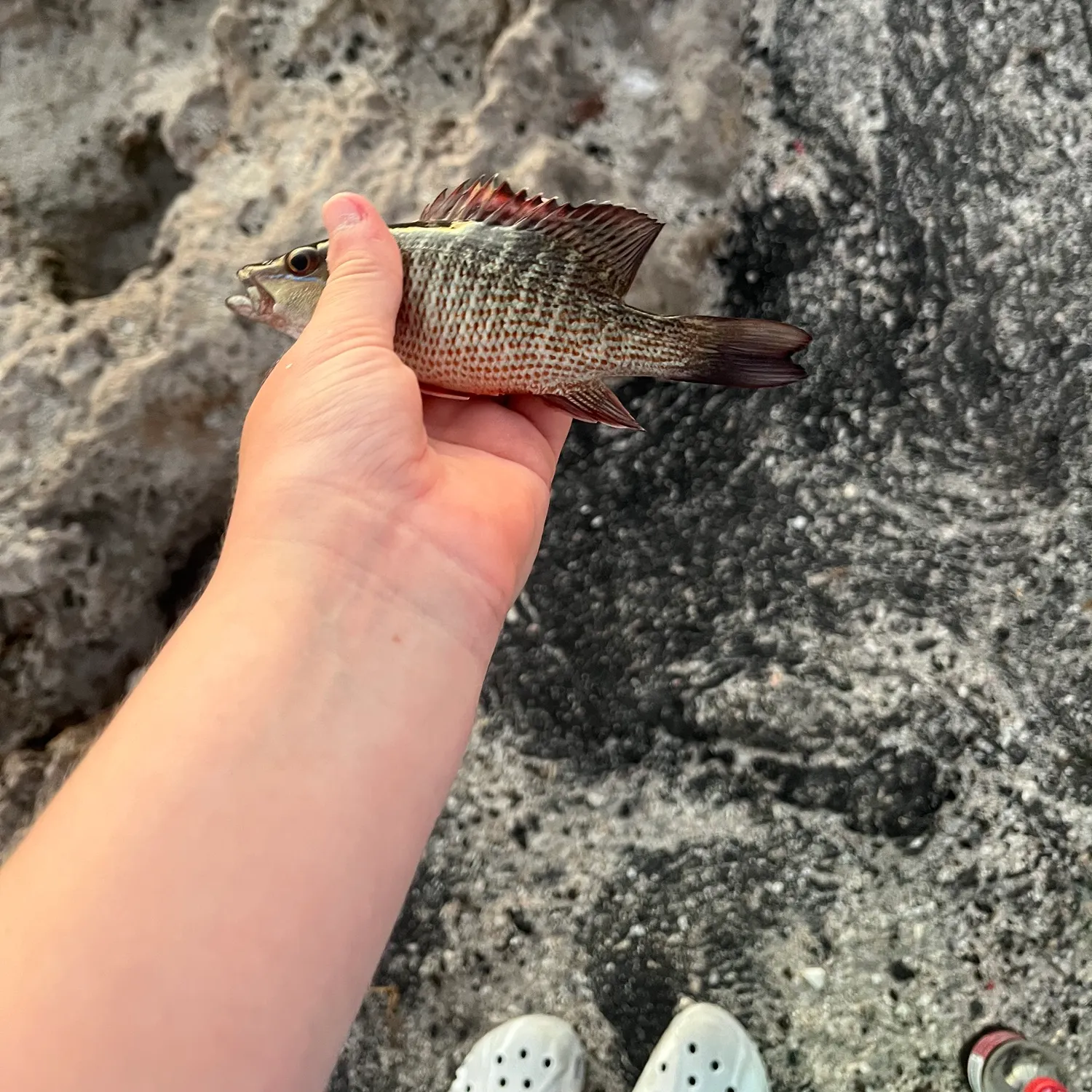 The most recent Mangrove snapper catches on Fishbrain
