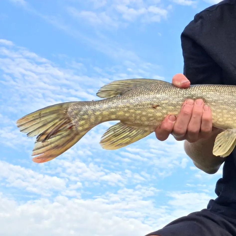Northern pike caught on Fishbrain