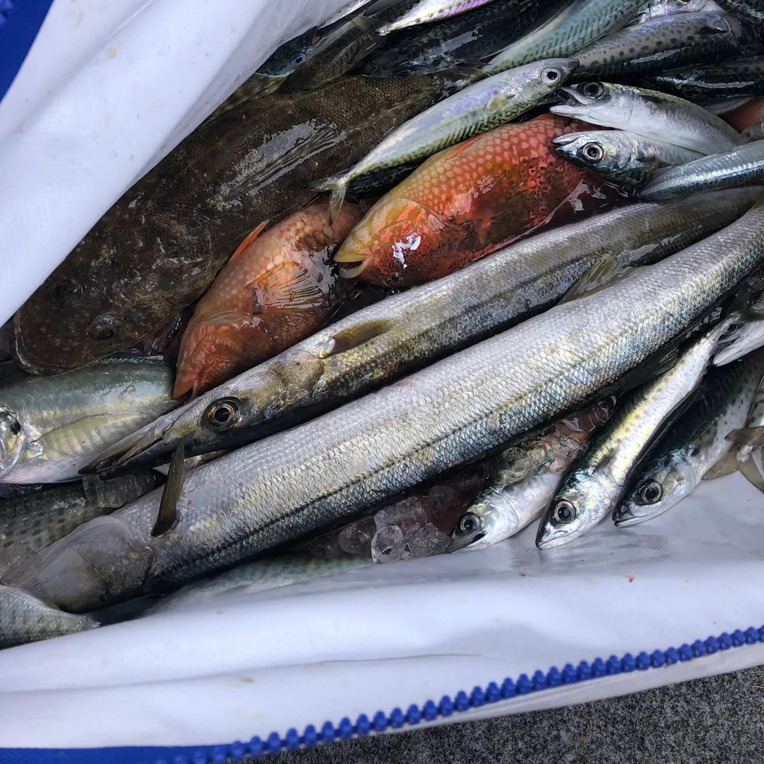 recently logged catches