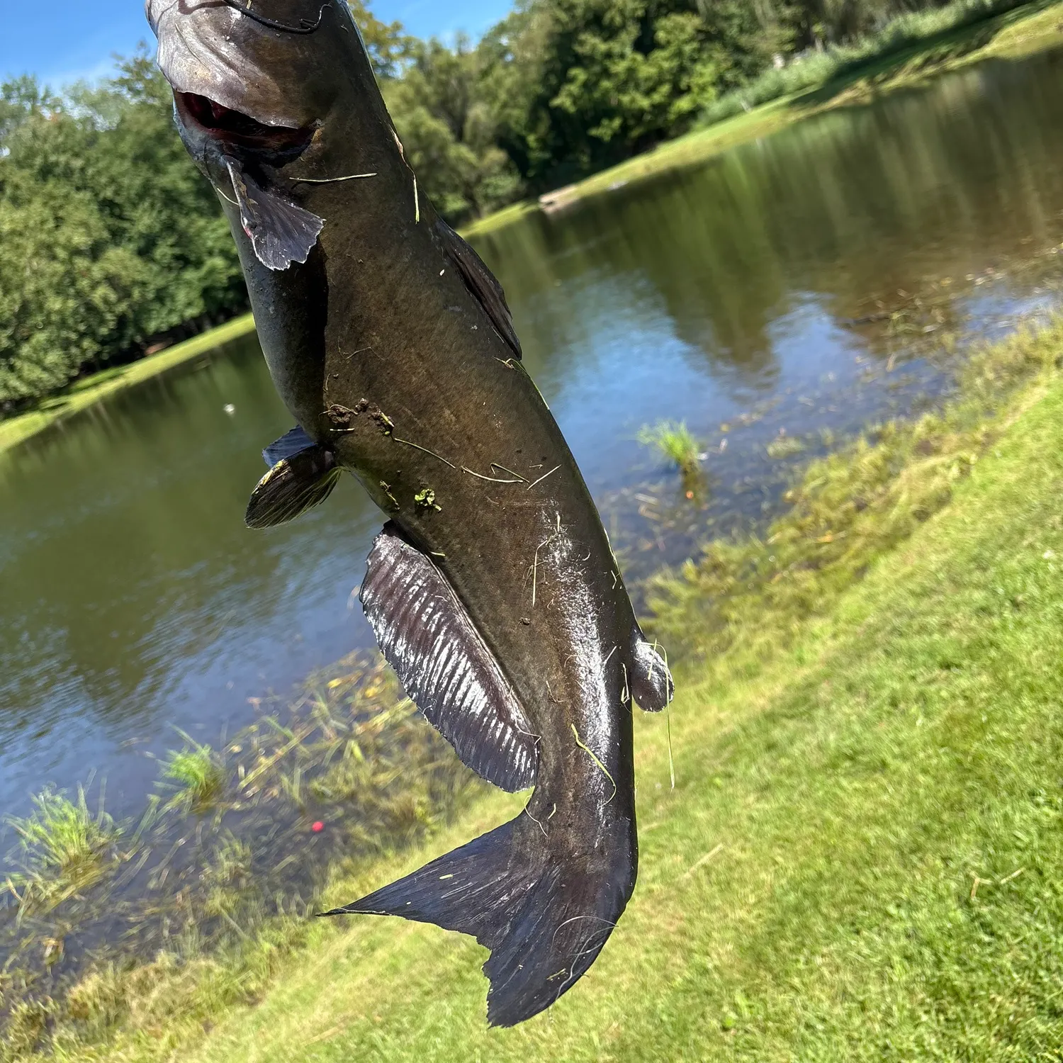 Channel catfish caught on Fishbrain