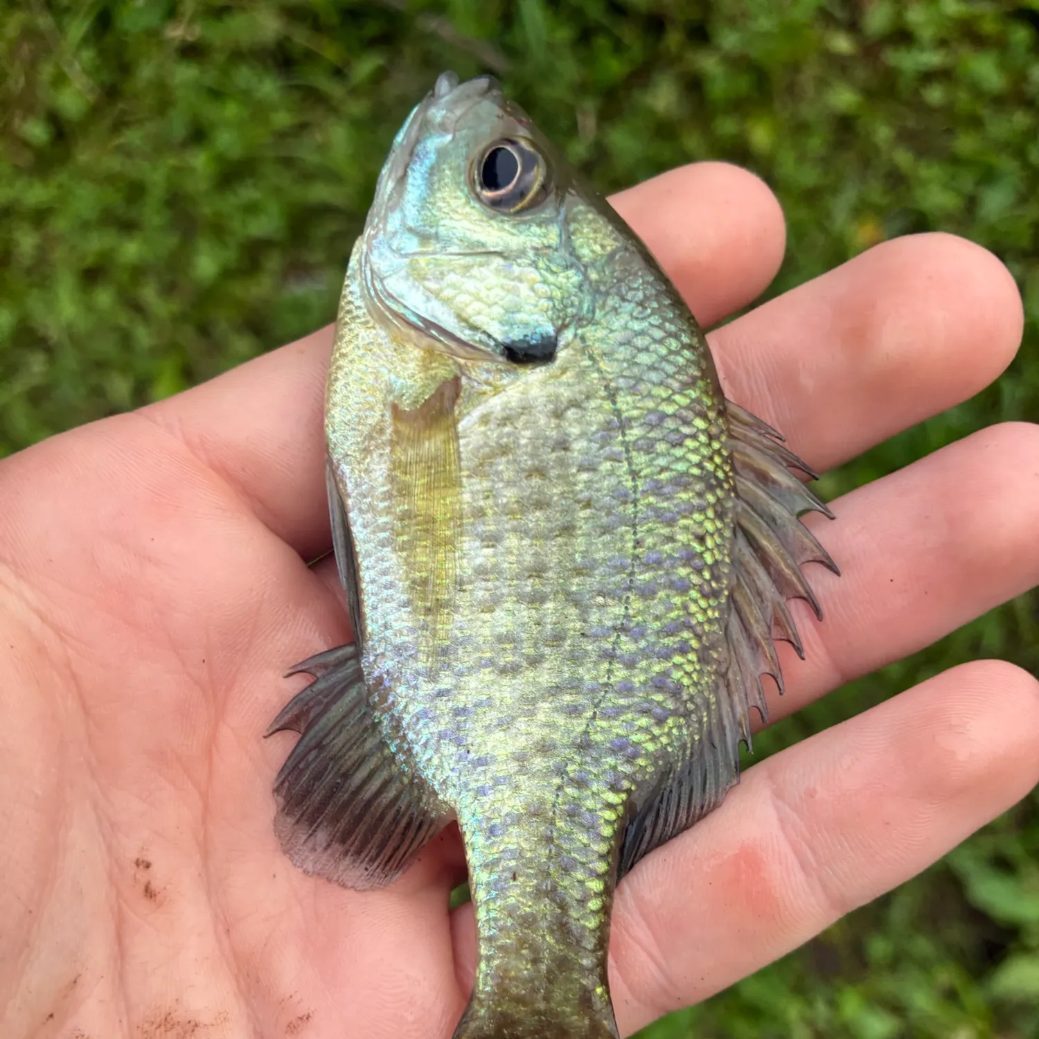 Bluegill caught on Fishbrain