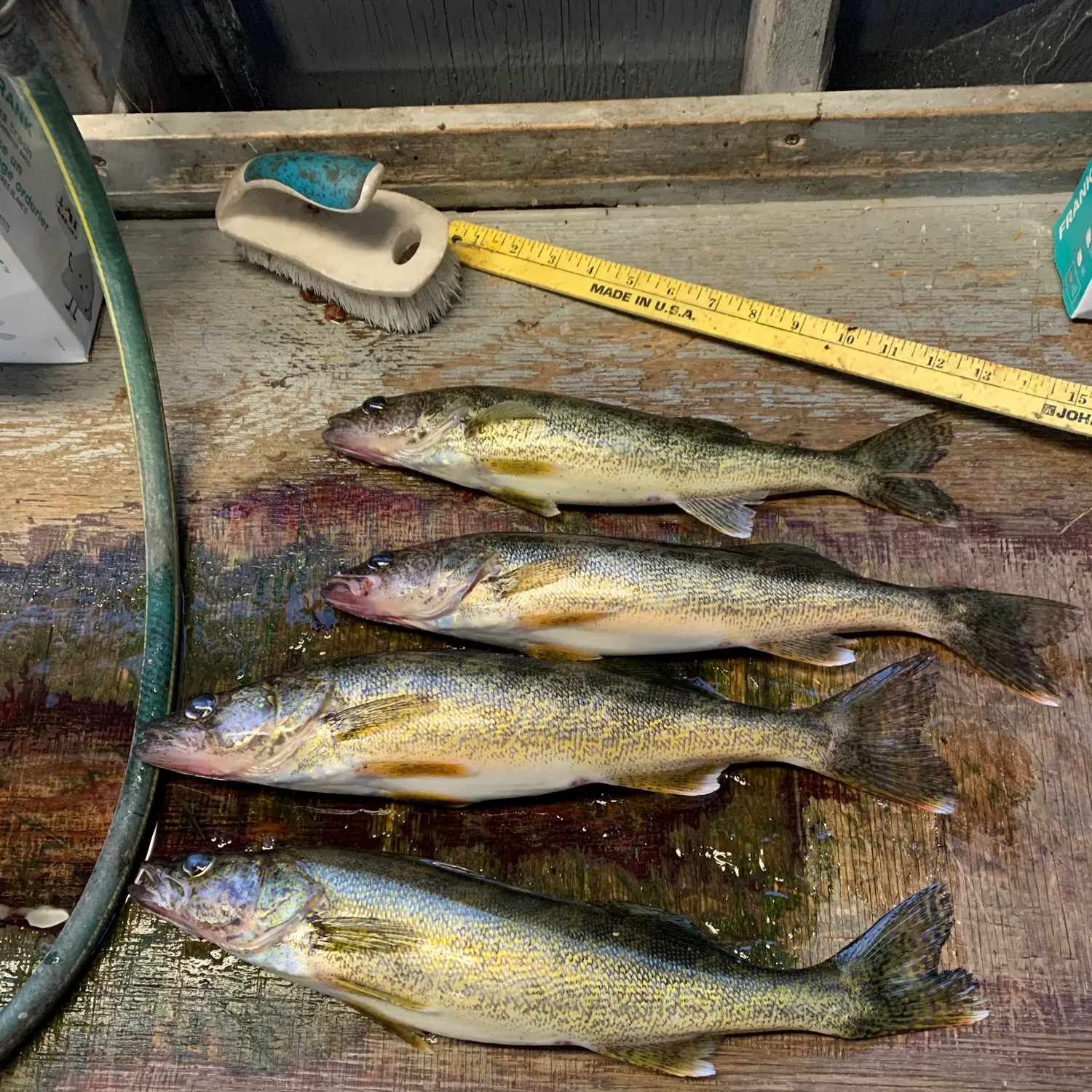 recently logged catches