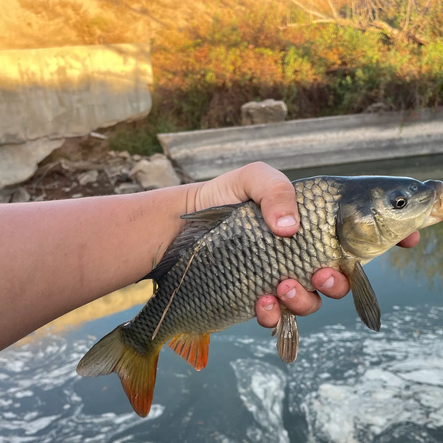 Common carp caught on Fishbrain