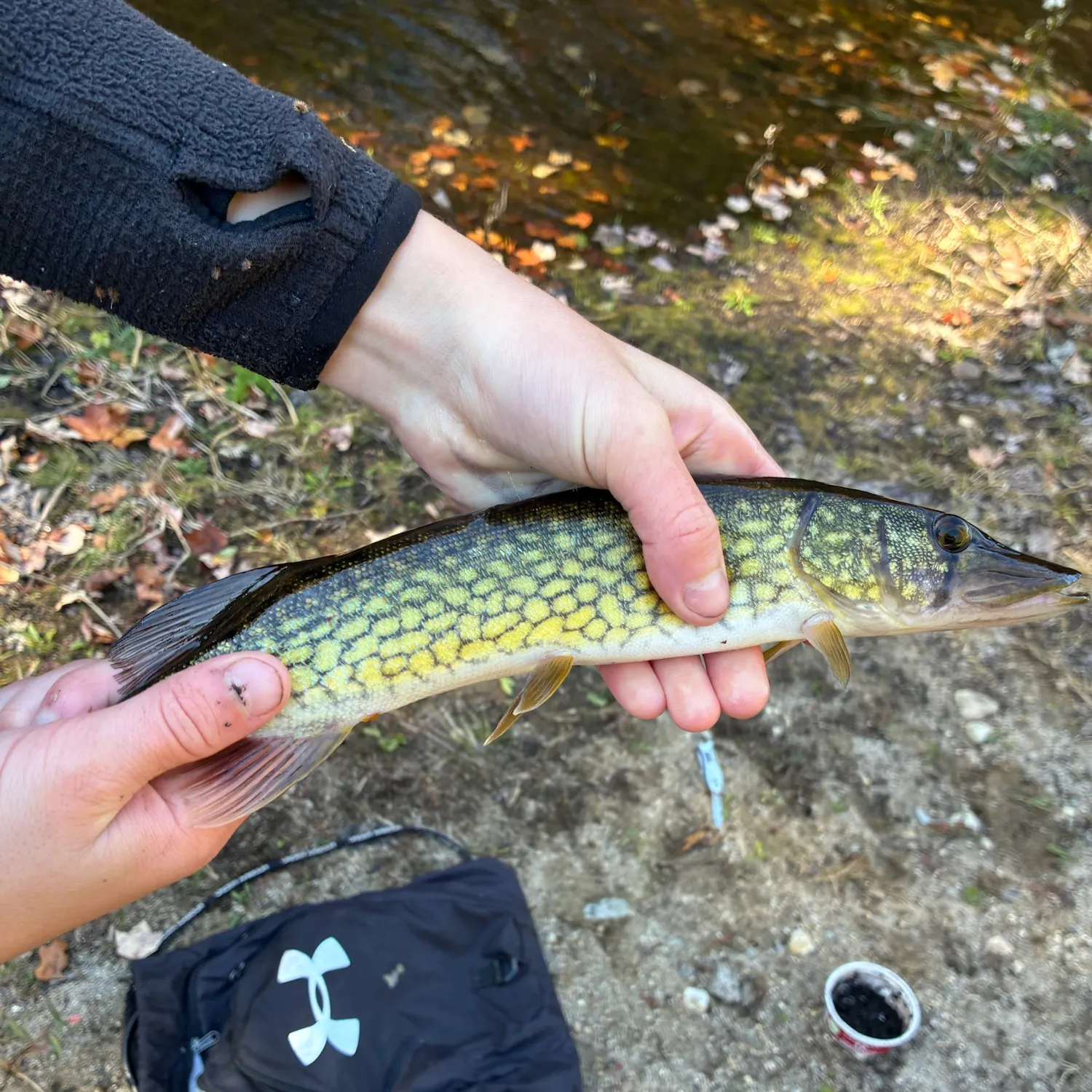 Chain pickerel caught on Fishbrain