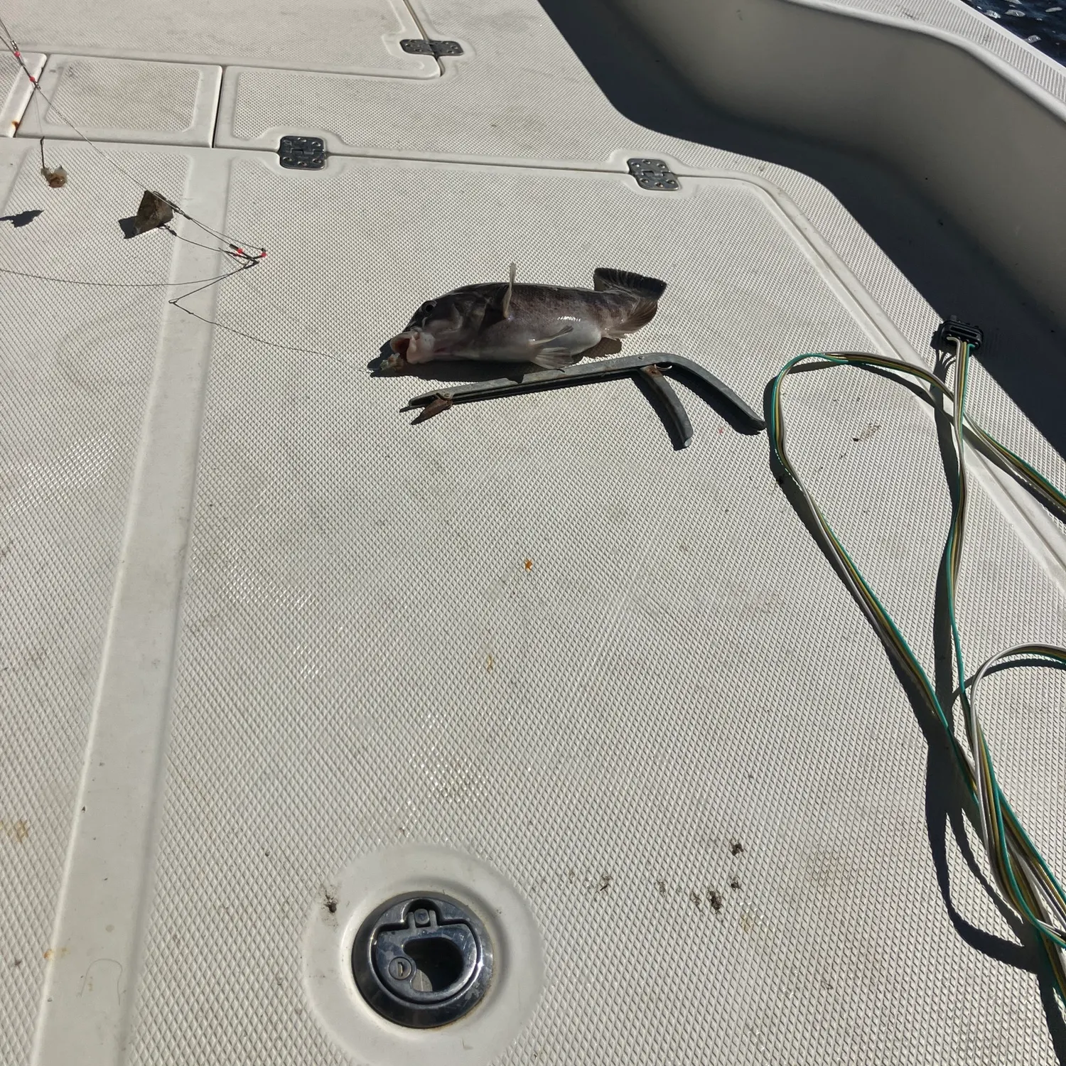 Fish caught on Fishbrain