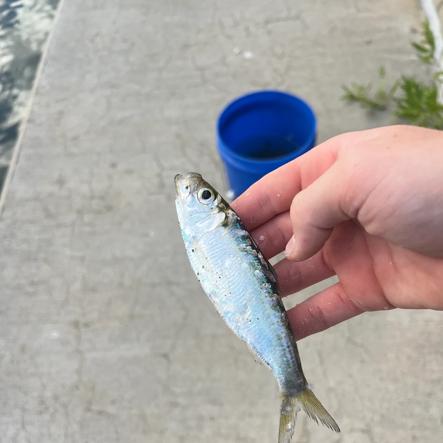 American shad caught on Fishbrain