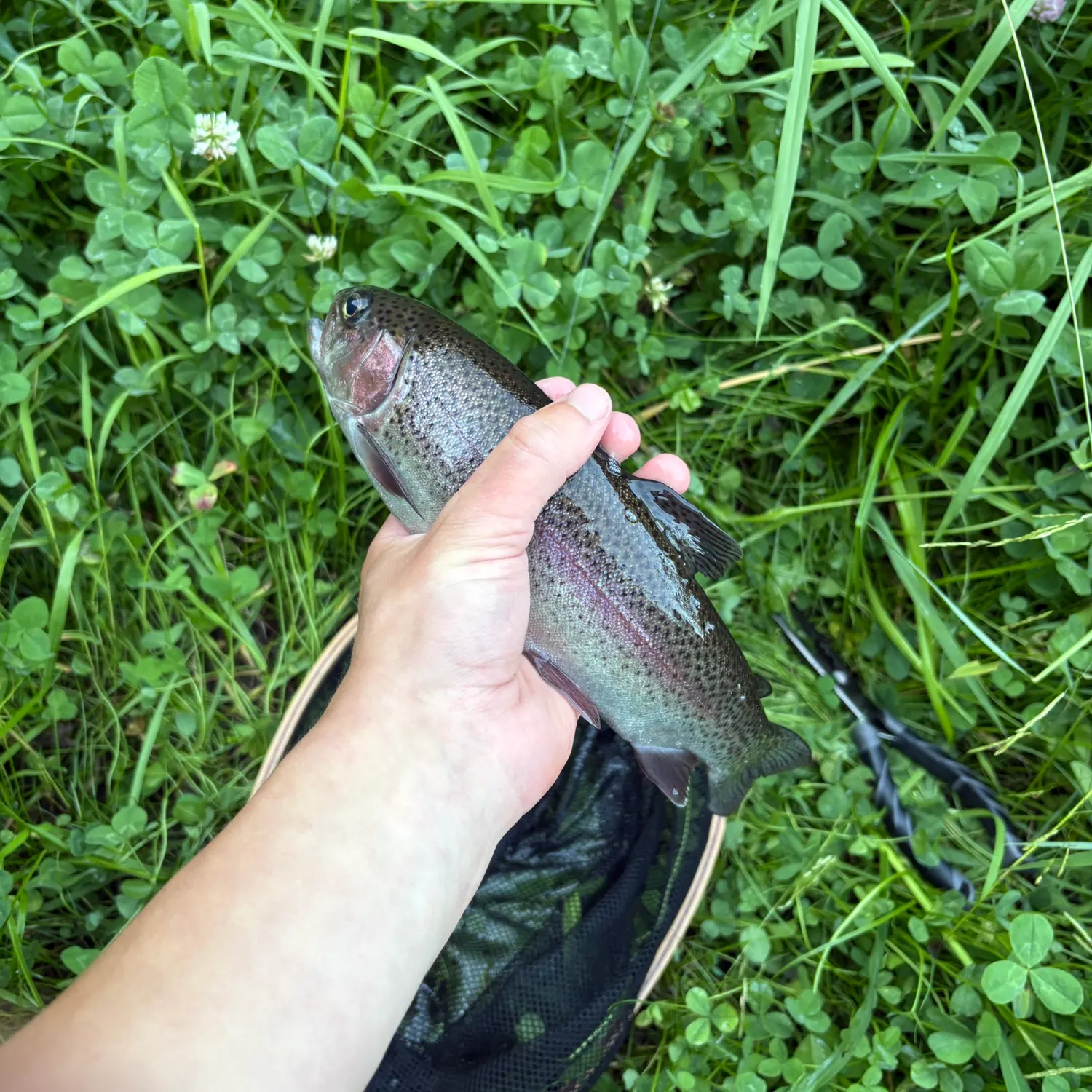 Rainbow trout caught on Fishbrain