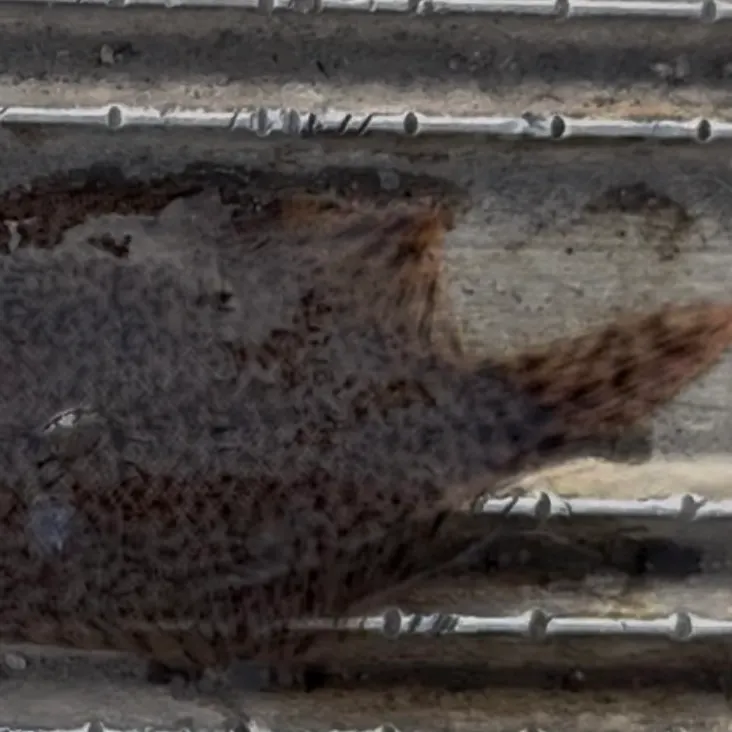 The most recent Hogchoker catches on Fishbrain