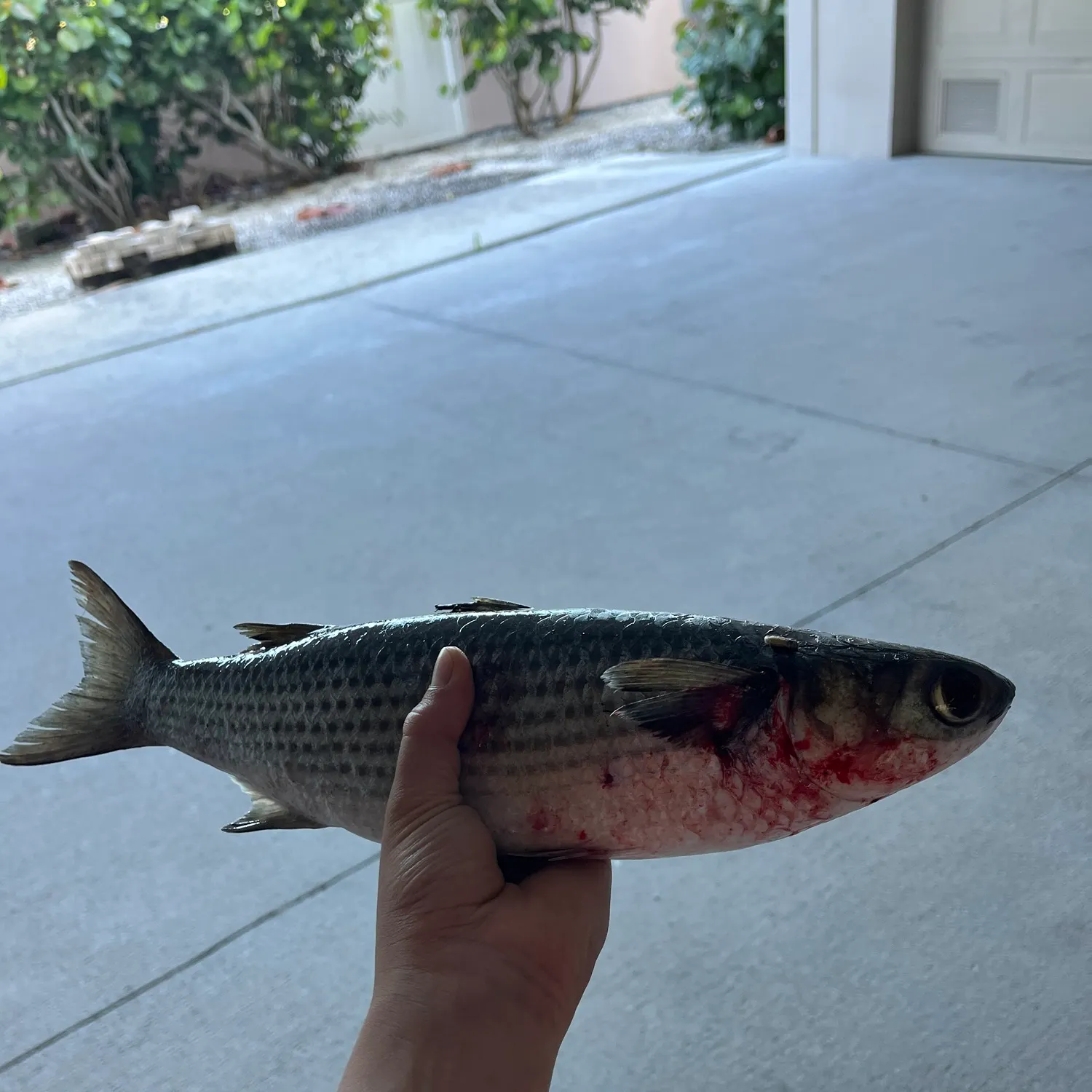 Striped mullet caught on Fishbrain
