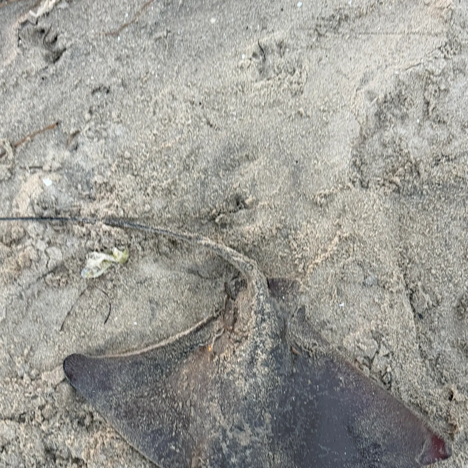 The most recent Bat eagle ray catches on Fishbrain