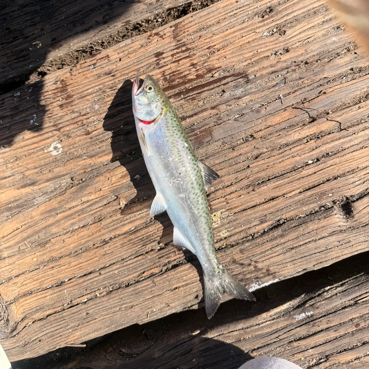 Coho salmon caught on Fishbrain