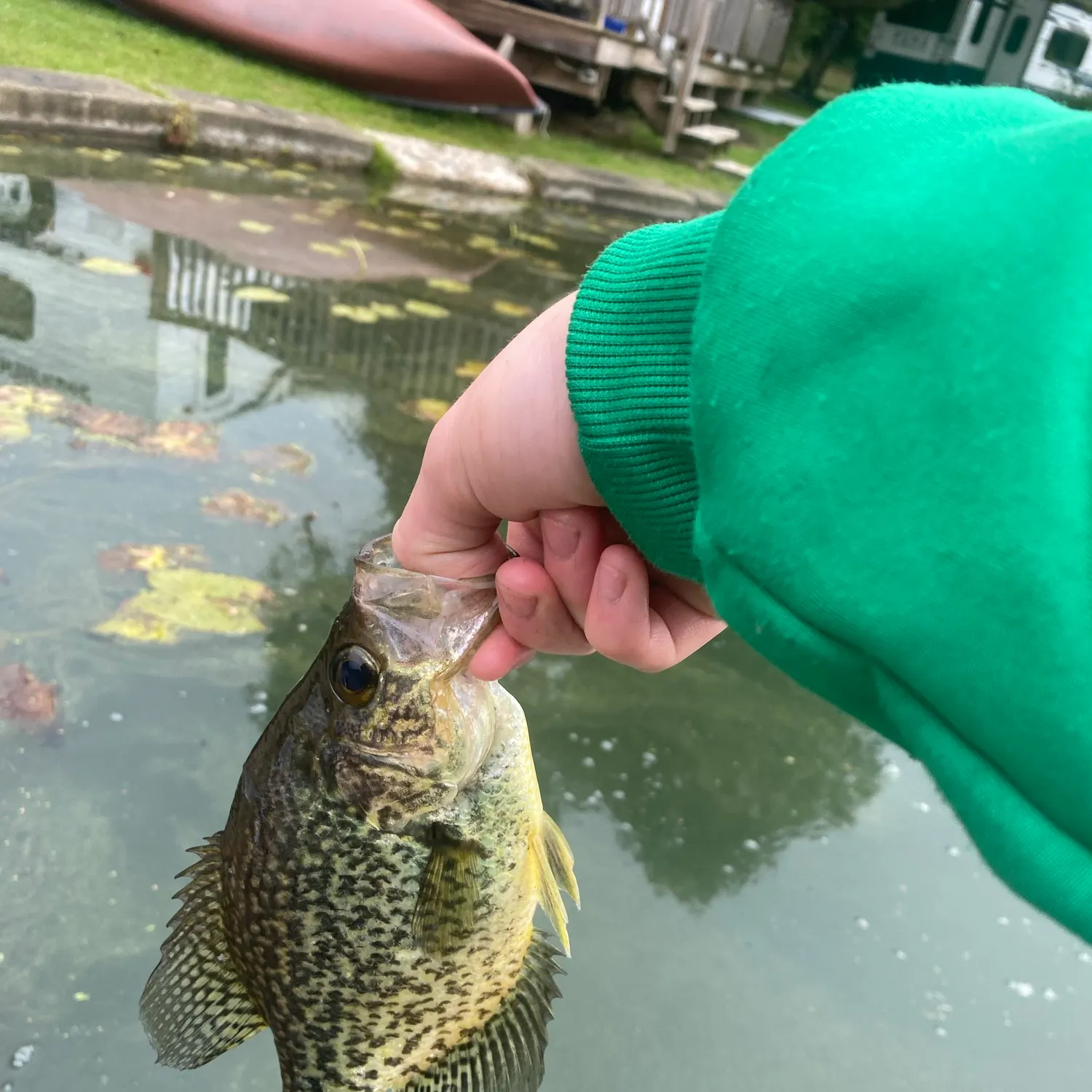 Black crappie caught on Fishbrain