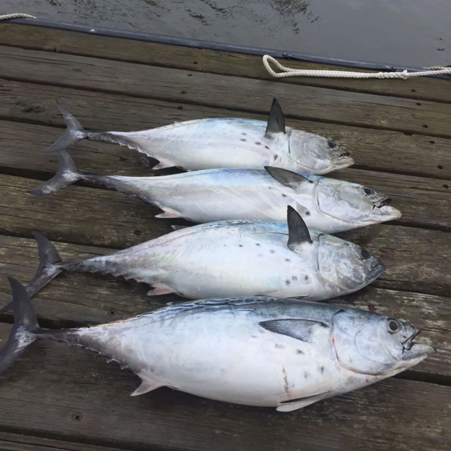 recently logged catches