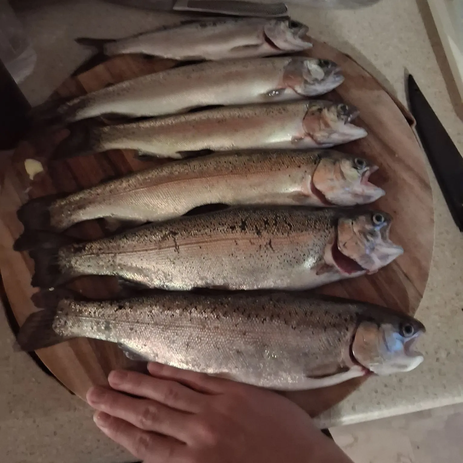 Rainbow trout caught on Fishbrain