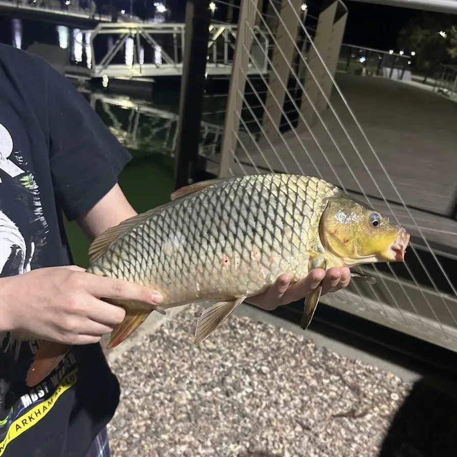 Common carp caught on Fishbrain
