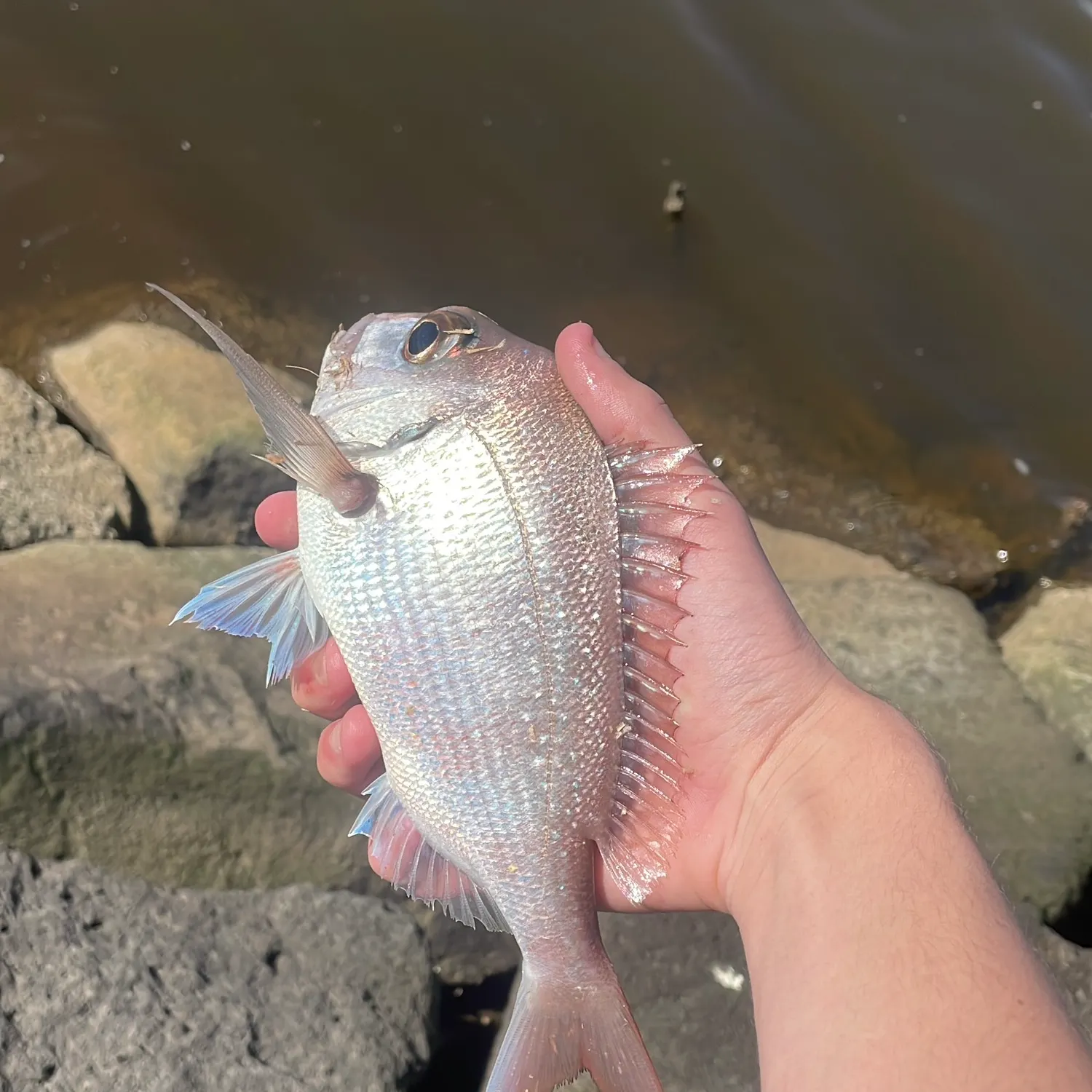 Australasian snapper caught on Fishbrain
