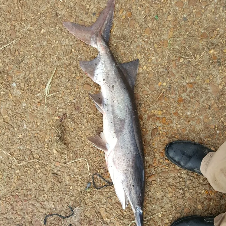 angler catch
