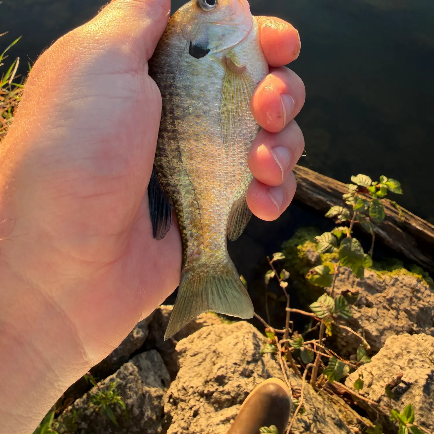 Bluegill caught on Fishbrain