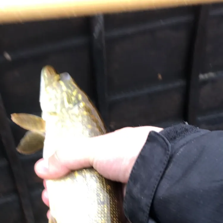 Northern pike caught on Fishbrain