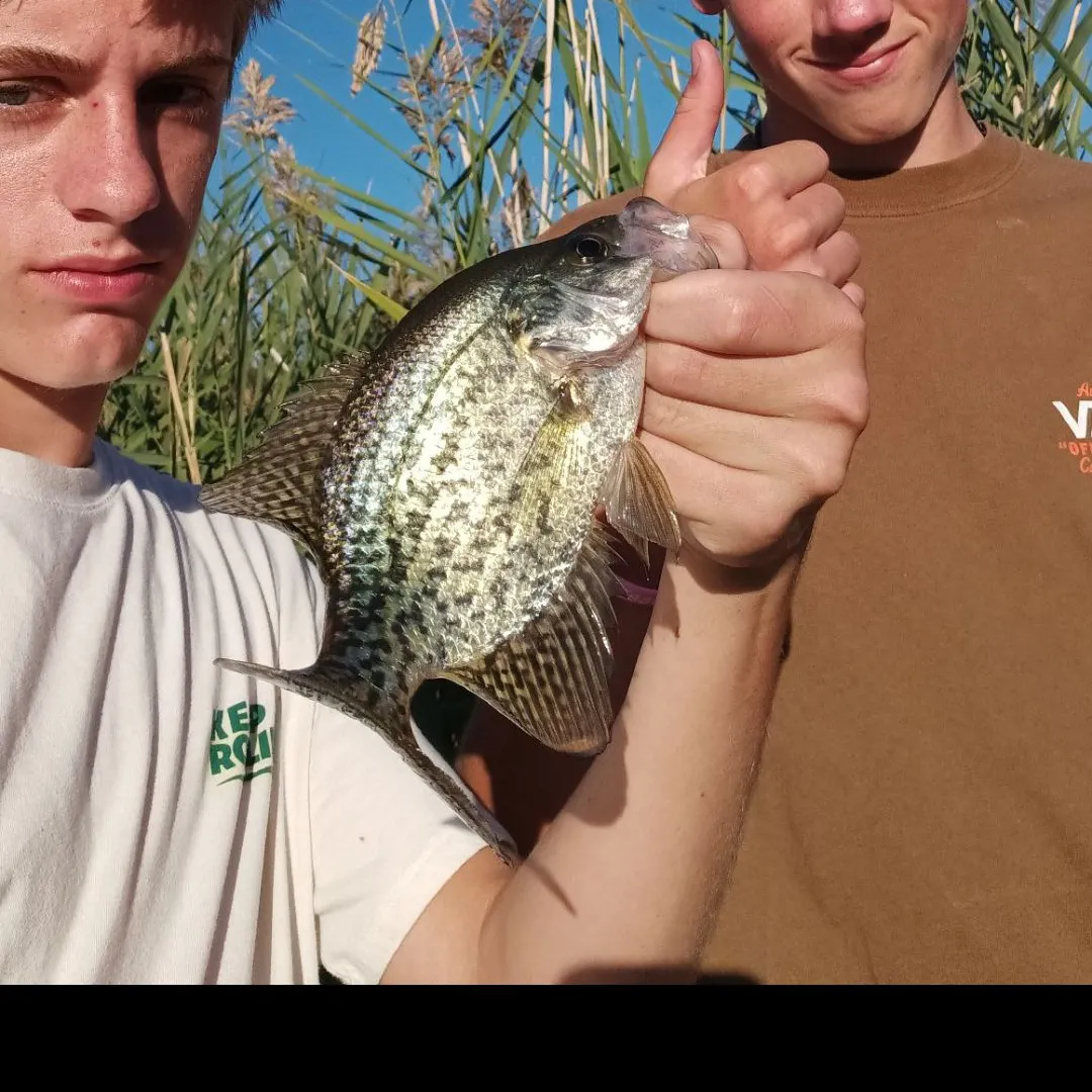 Black crappie caught on Fishbrain