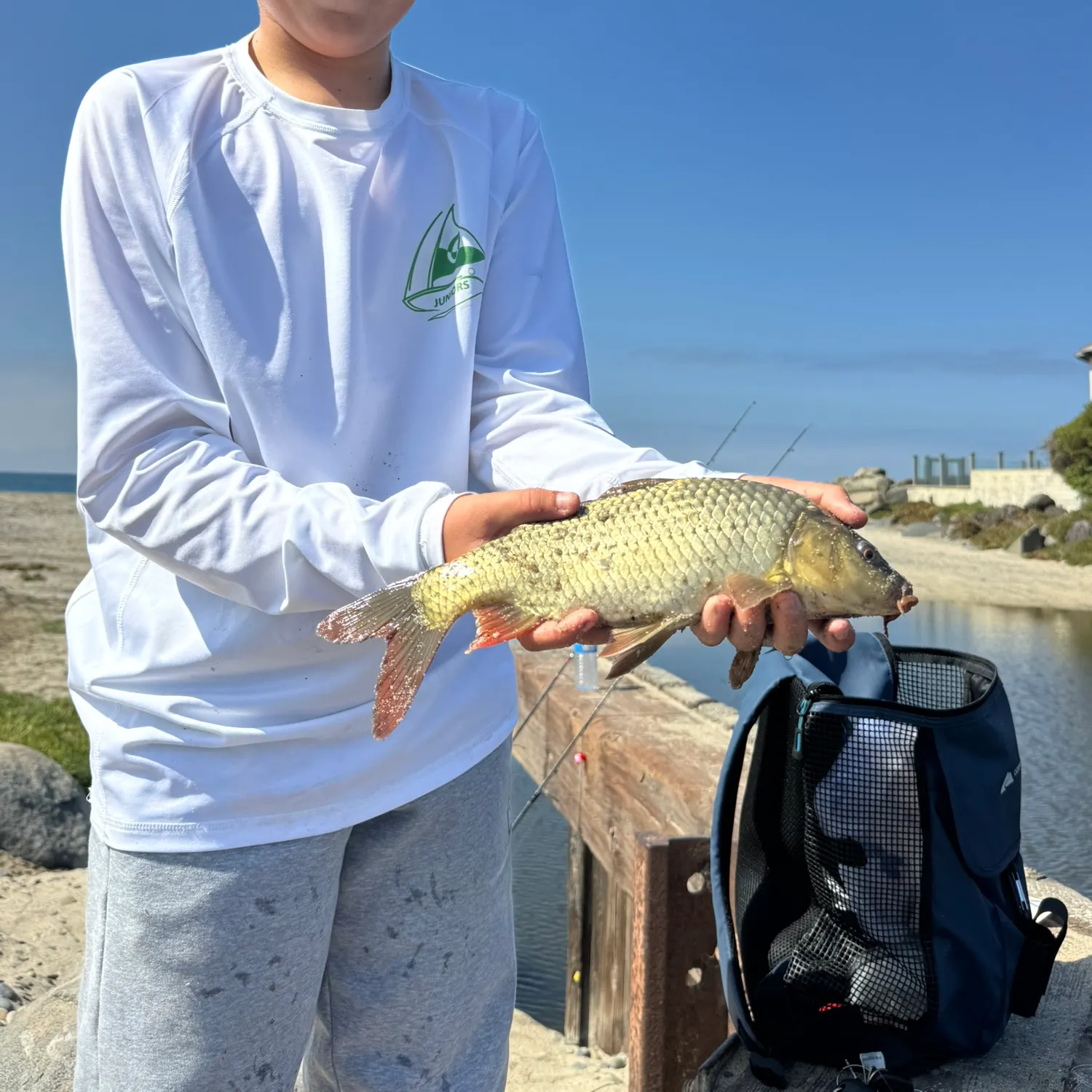 Common carp caught on Fishbrain