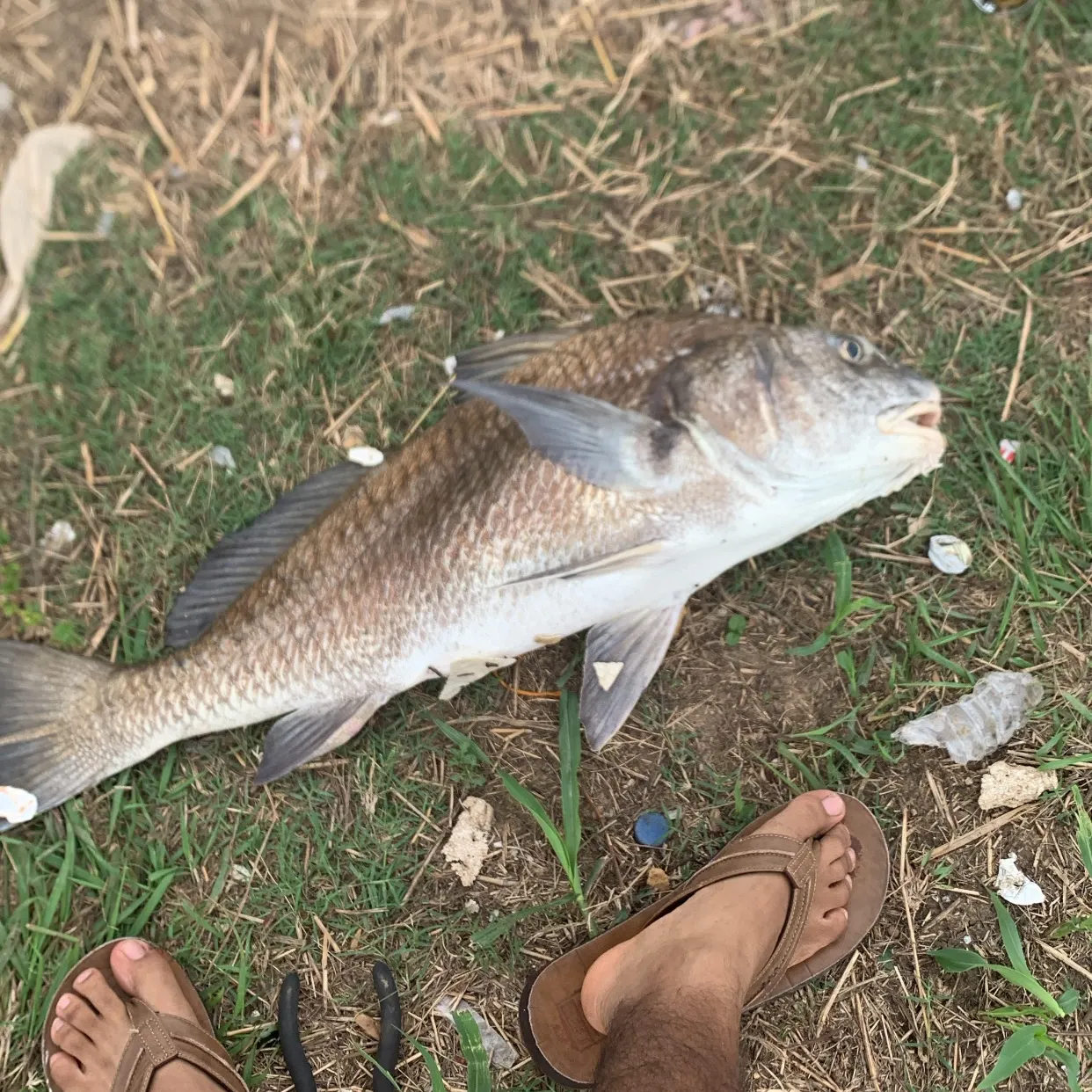 Black drum caught on Fishbrain