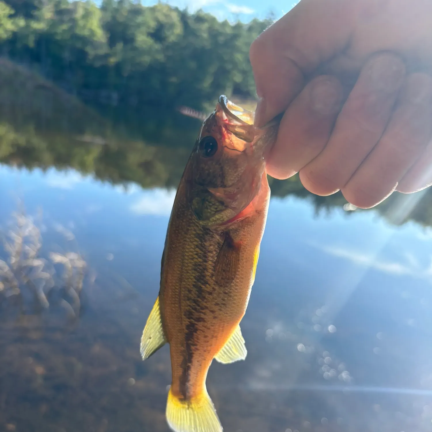 Largemouth bass caught on Fishbrain