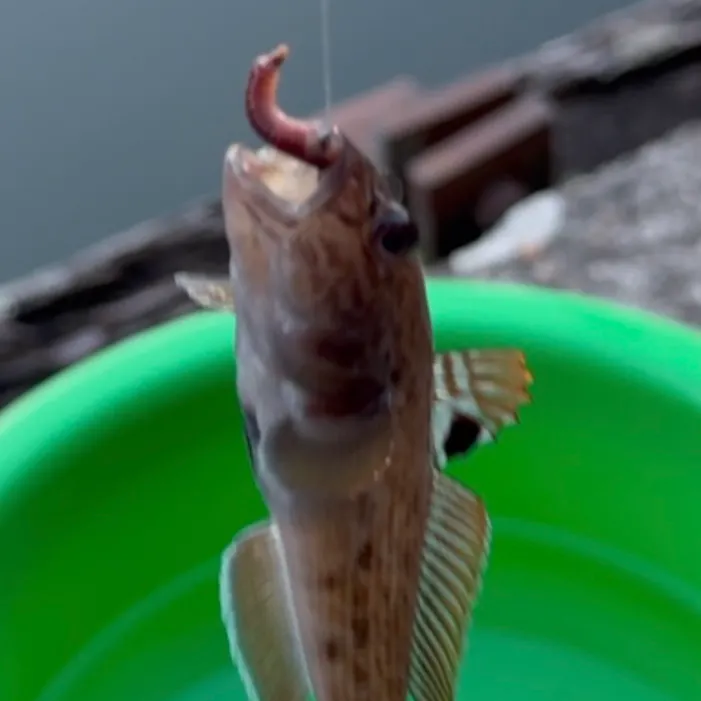 Round goby caught on Fishbrain