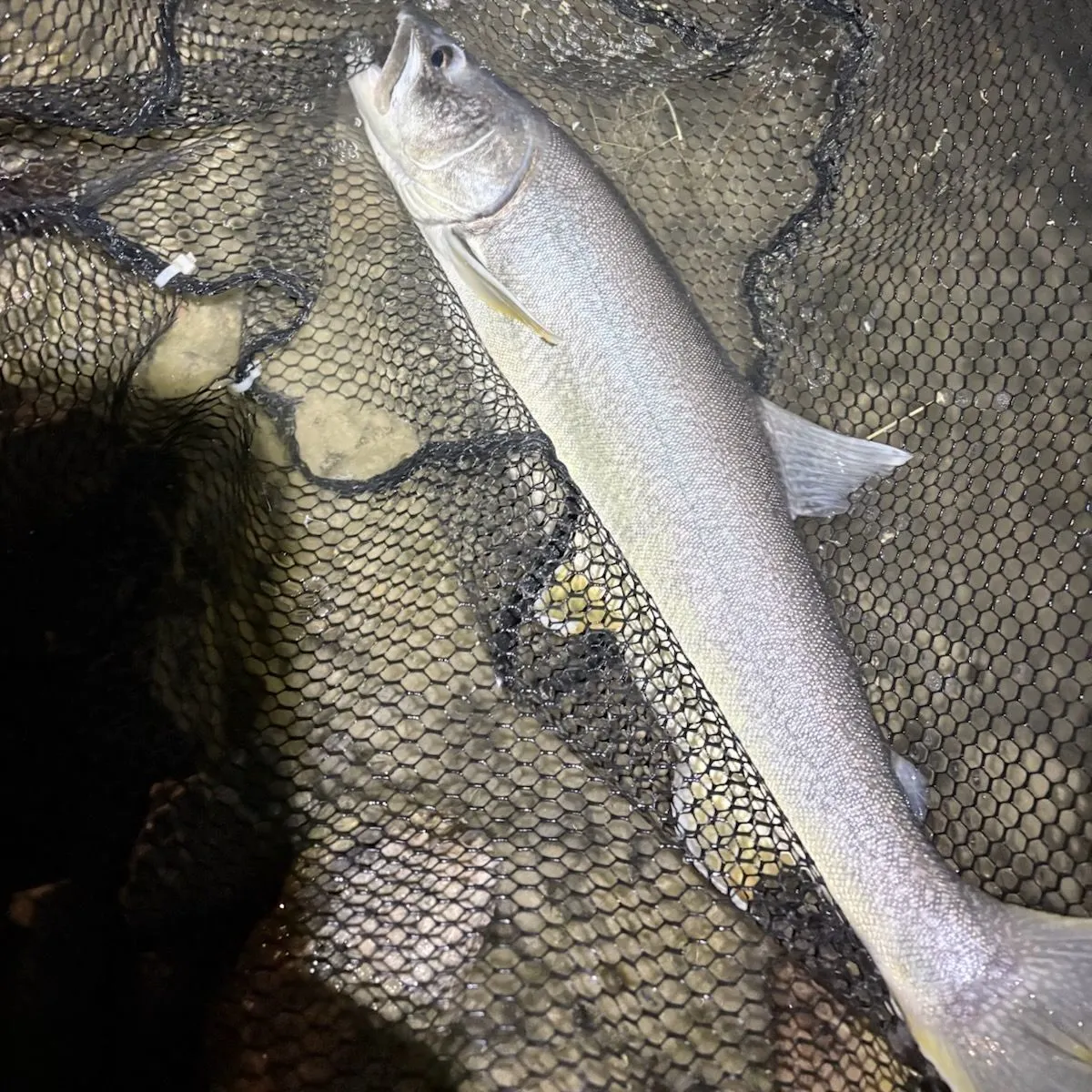 Lake char caught on Fishbrain
