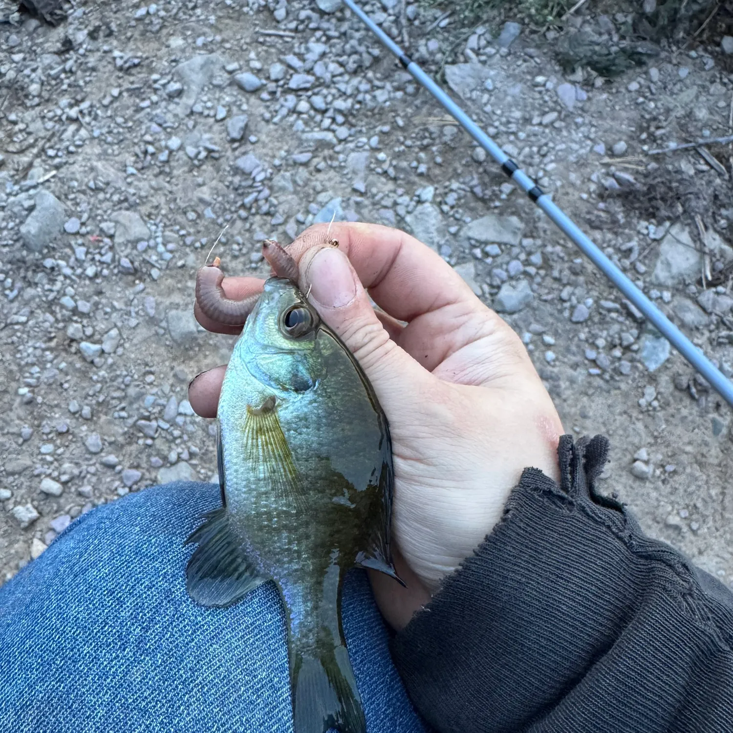 Bluegill caught on Fishbrain