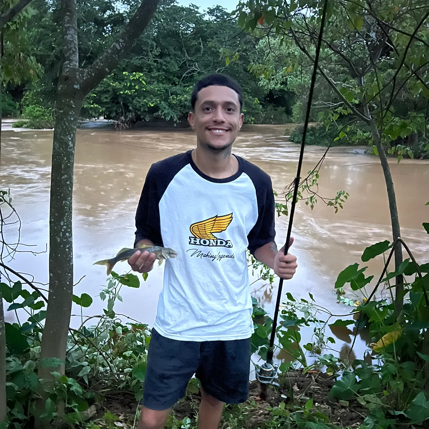 The most recent Spotted pimelodus catches on Fishbrain