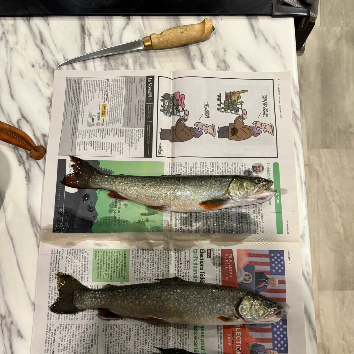 The most recent Splake catches on Fishbrain