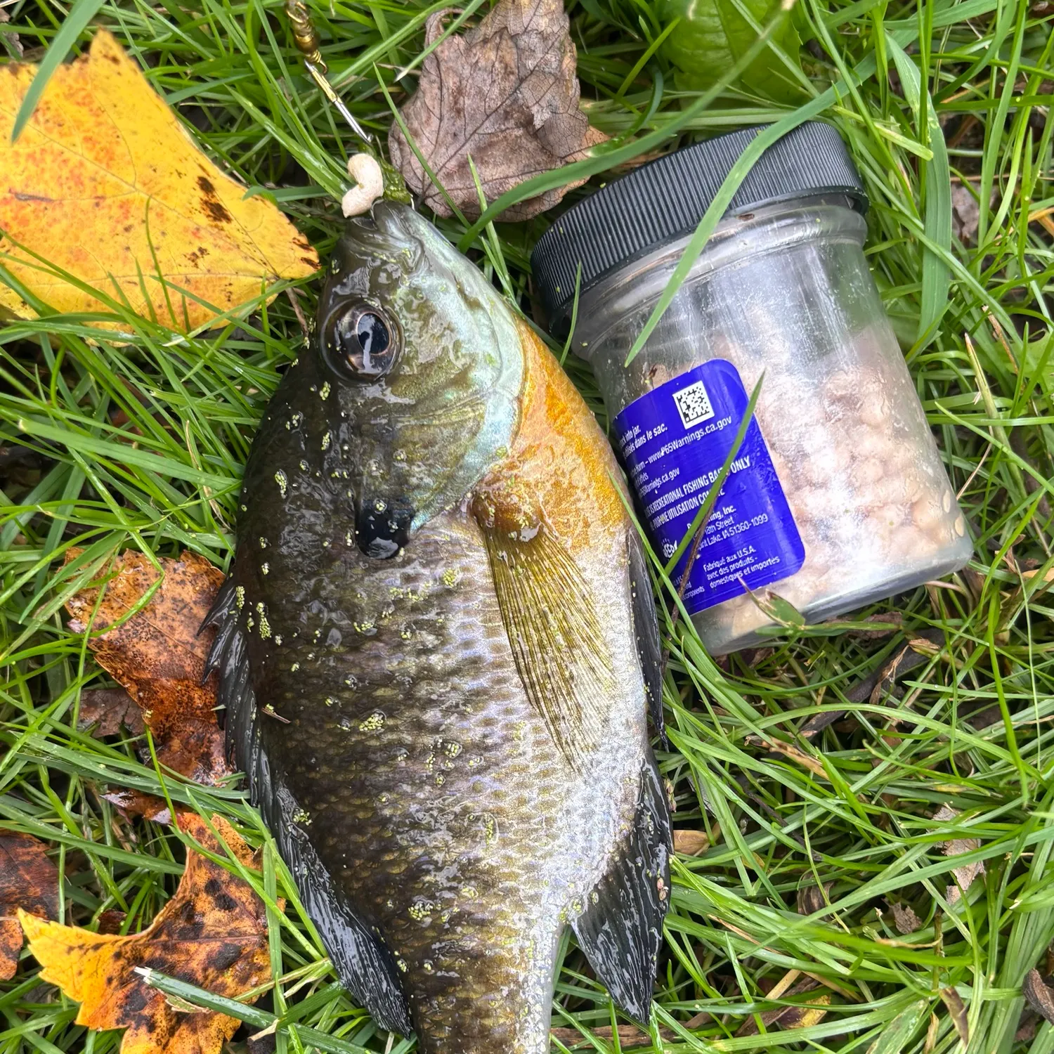 Bluegill caught on Fishbrain
