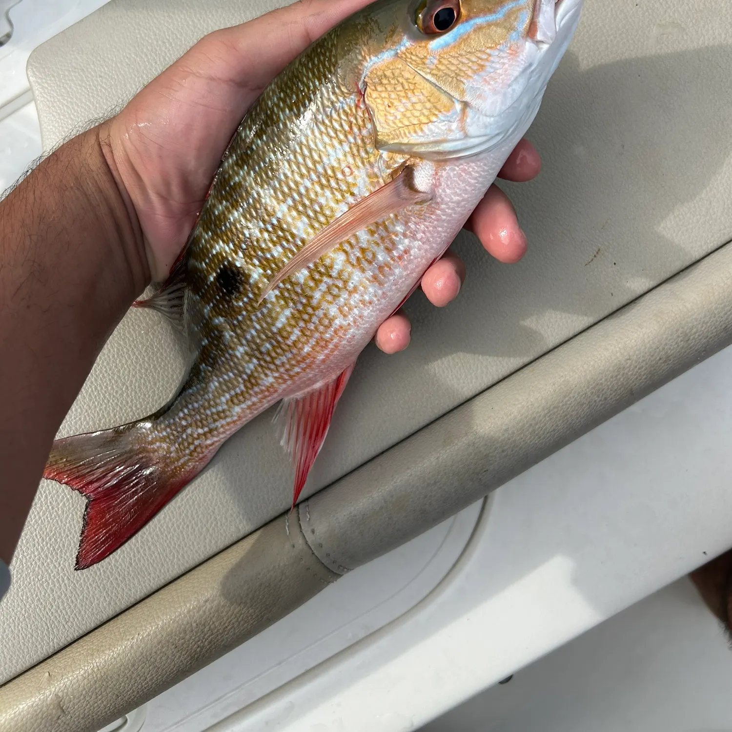 The most recent Mutton snapper catches on Fishbrain