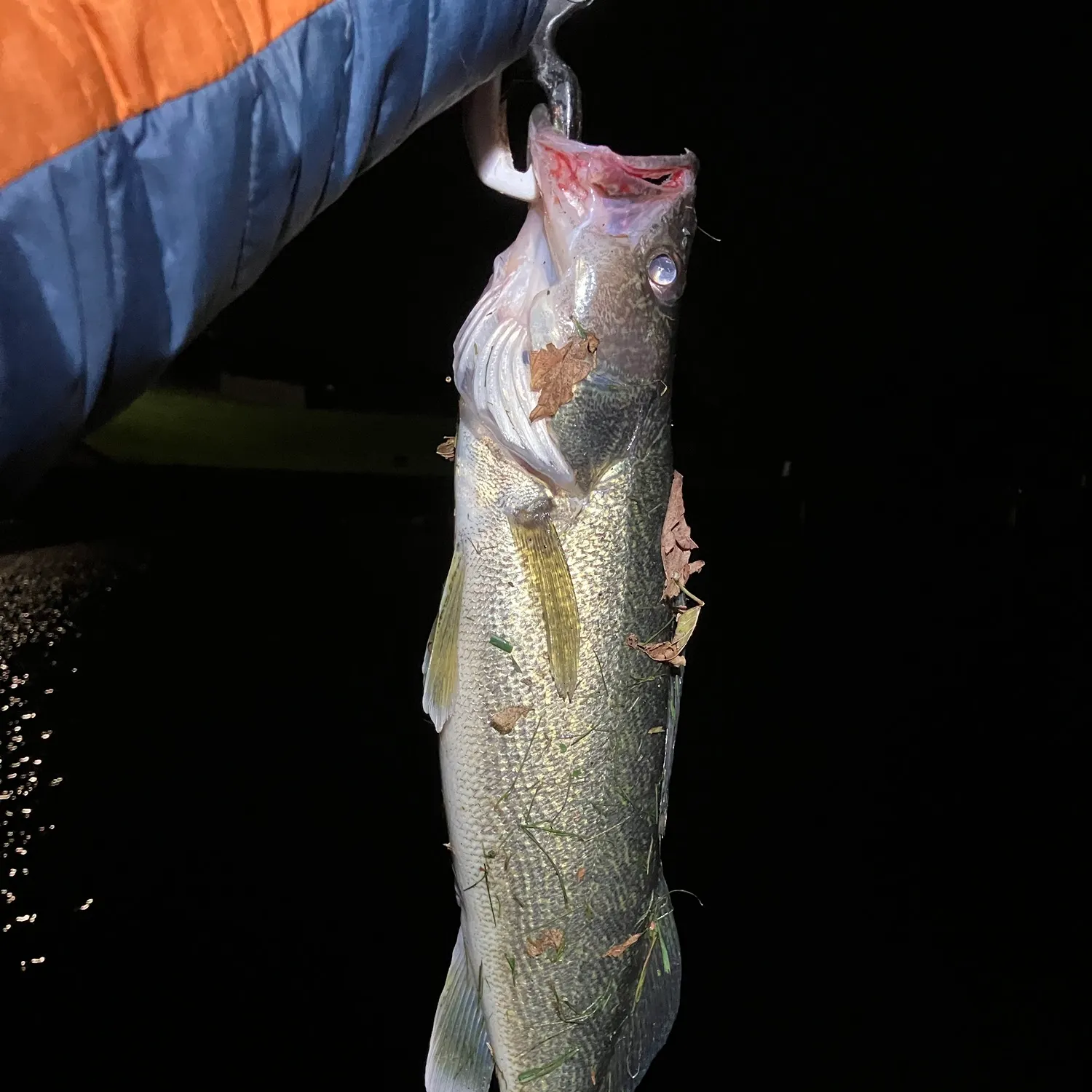 Walleye caught on Fishbrain