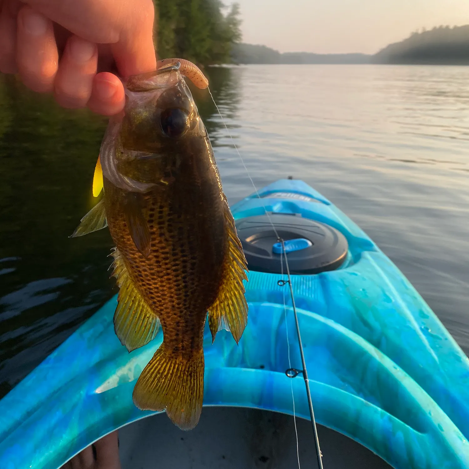 angler catch