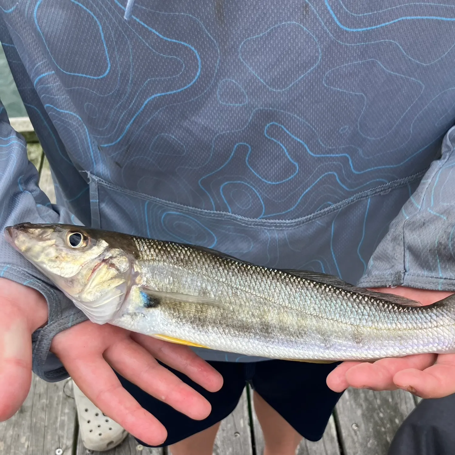 The most recent Yellowfin sillago catches on Fishbrain